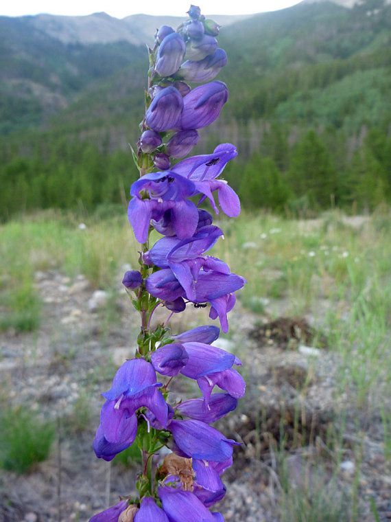 Penstemon Rocky Mountain - Pacific Northwest Seeds