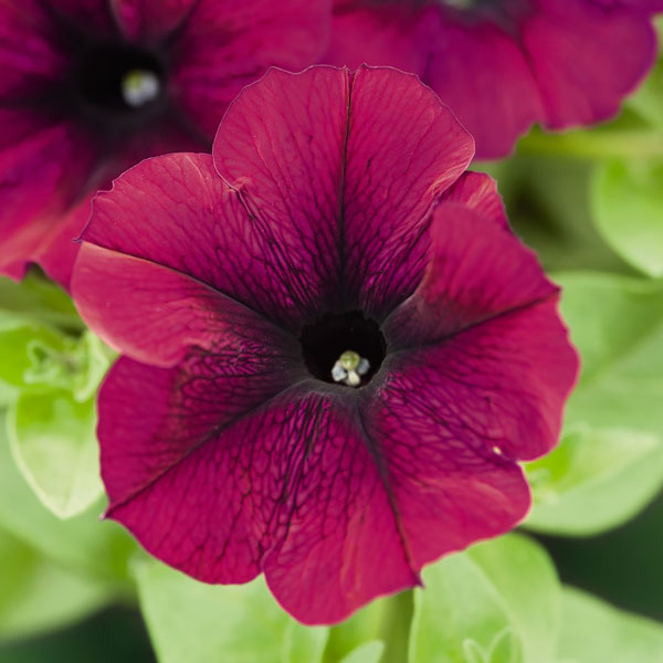 Petunia Burgundy Super Cascade - Pacific Northwest Seeds