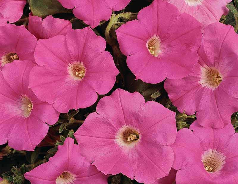 Petunia Pink Wave - Pacific Northwest Seeds