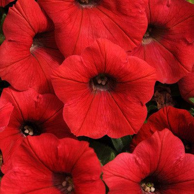 Petunia Red Super Cascade - Pacific Northwest Seeds