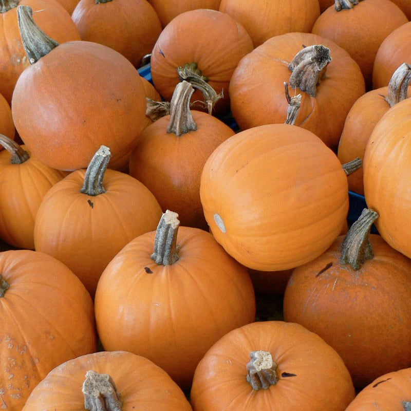 Pumpkin Small Sugar - Pacific Northwest Seeds
