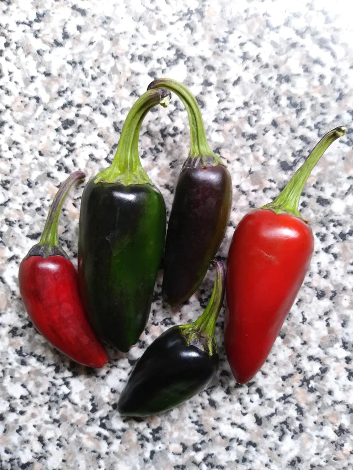 Pepper Purple Jalapeno - Eagleridge Seeds