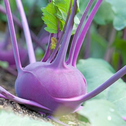 Kohlrabi Purple Vienna - Pacific Northwest Seeds