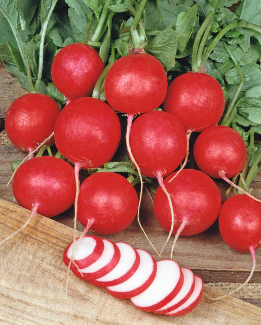 Organic Radish Cherry Belle - Burpee Seeds
