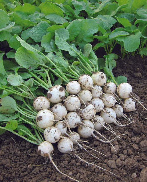 Radish Pearl - West Coast Seeds