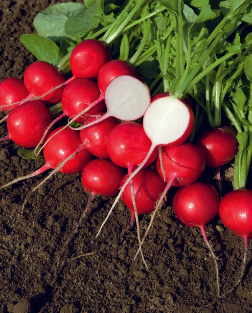 Radish Rover - West Coast Seeds