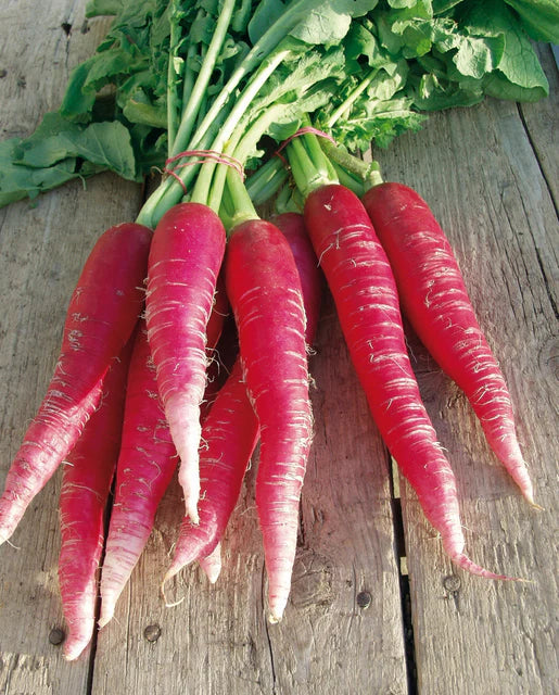 Organic Radish Ostergruss Rosa 2 - West Coast Seeds