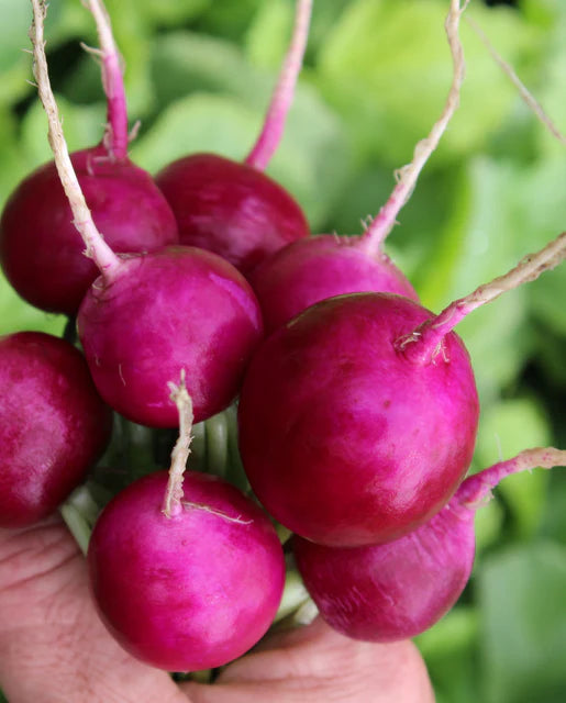 Radish Purple Plum - Saanich Organics