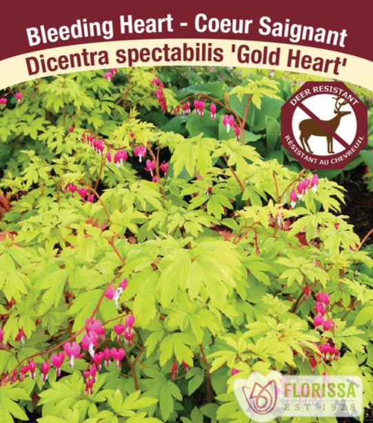 Bleeding Heart - Gold Heart, 1 Pack