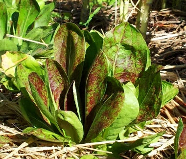 Rossa di Treviso Precoce Radicchio - Eagleridge Seeds