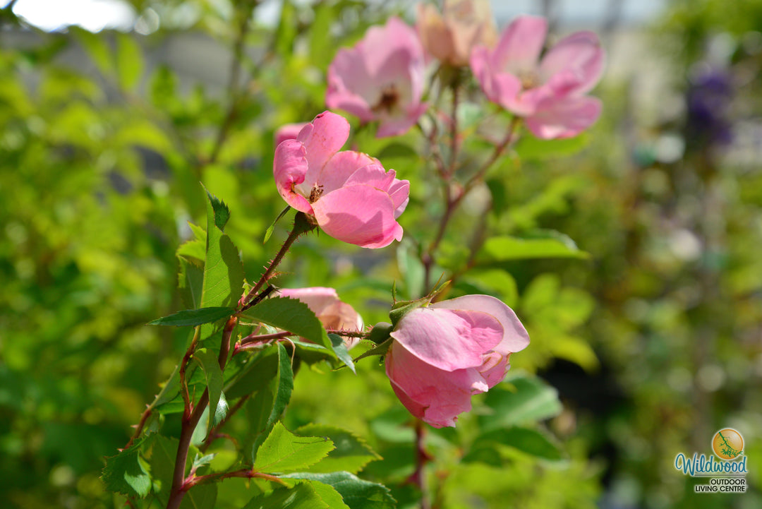 Rainbow Knock Out - Star Roses and Plants