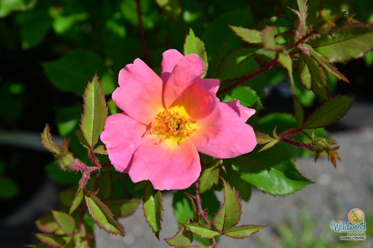 Rainbow Knock Out - Star Roses and Plants