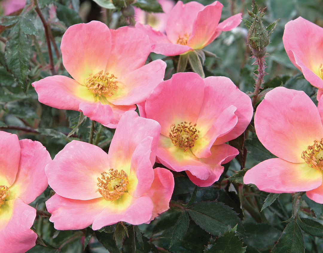 Rainbow Knock Out - Star Roses and Plants