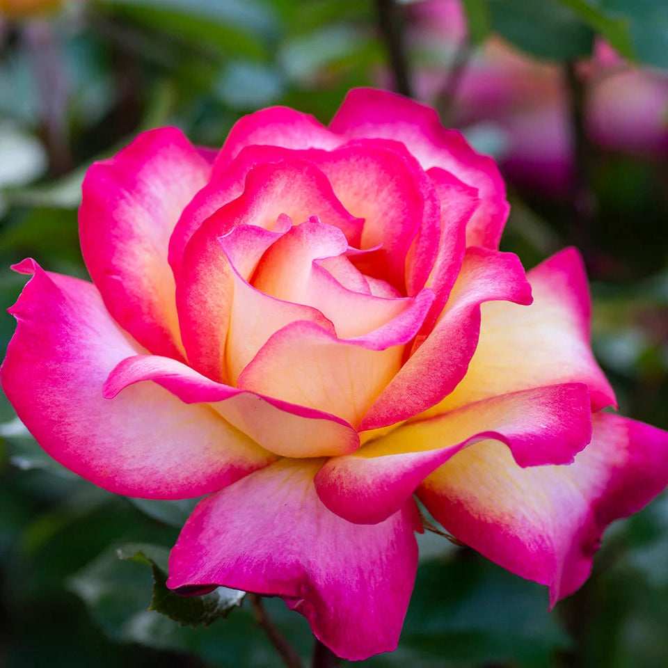 Rainbow Sorbet™ - Star Roses and Plants – Wildwood Outdoor Living