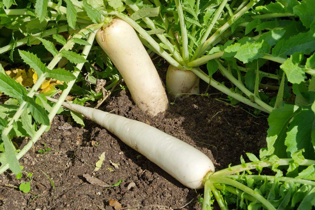 Minowase Diakon Radish - Eagleridge Seeds