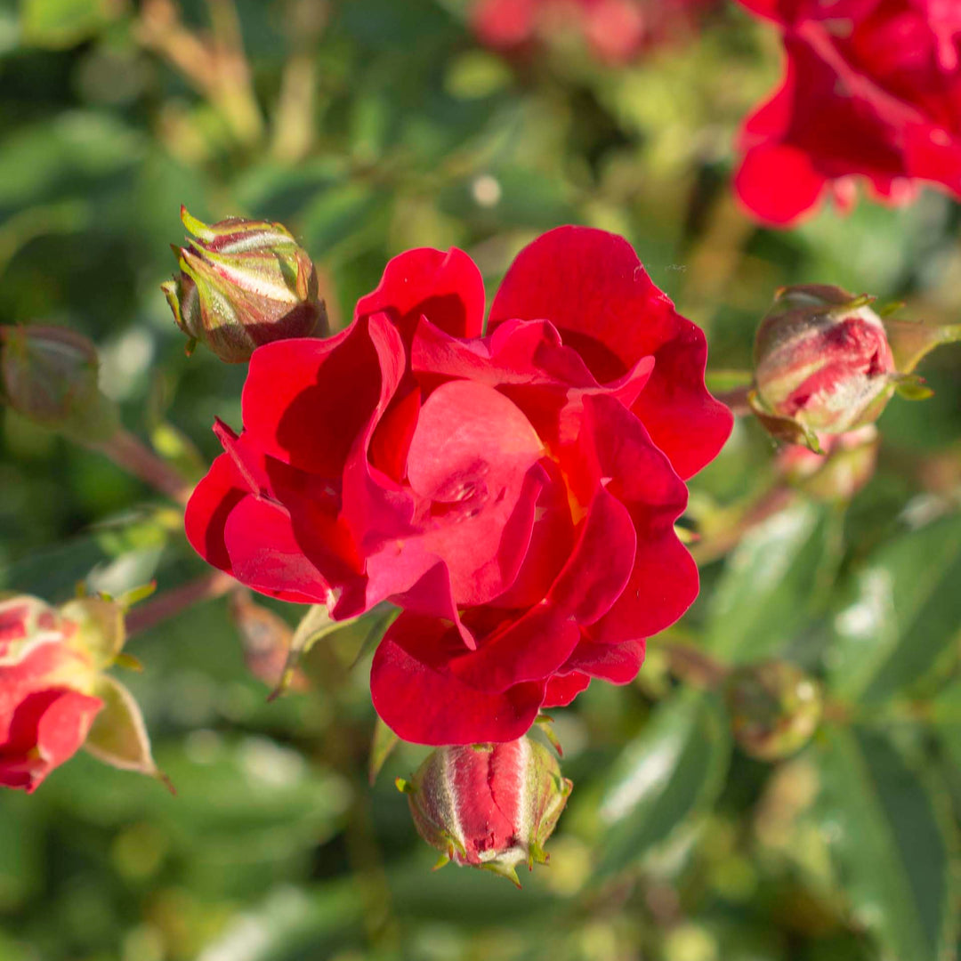 Red Drift - Star Roses and Plants