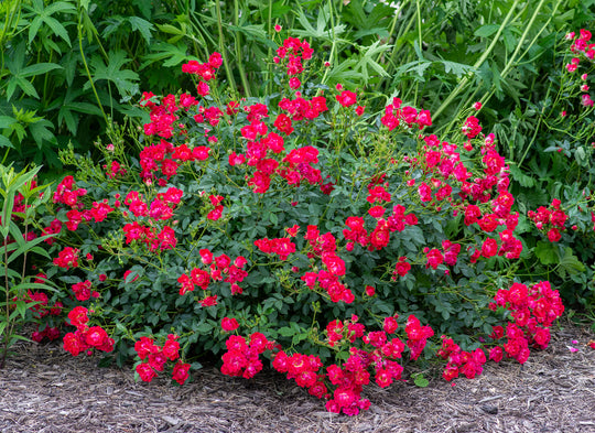 Red Drift - Star Roses and Plants