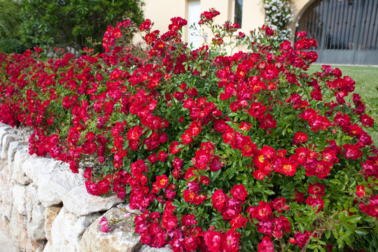 Red Drift - Star Roses and Plants