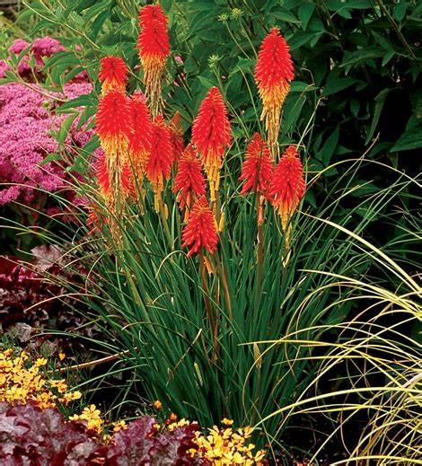 Tritoma Red Hot Poker - Pacific Northwest Seeds