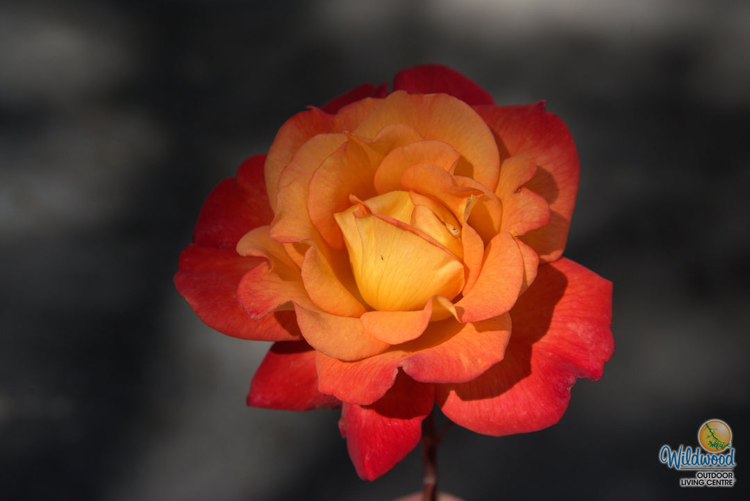 Rio Samba - Weeks Rose