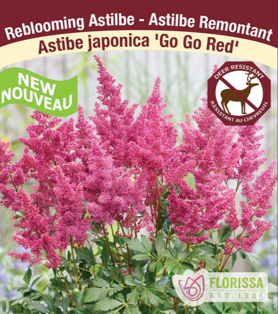 Astilbe - Go Go Red, 1 Pack