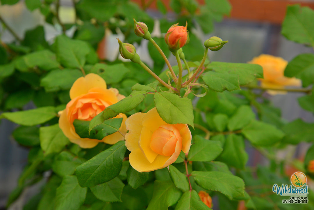 Roald Dahl - David Austin Rose
