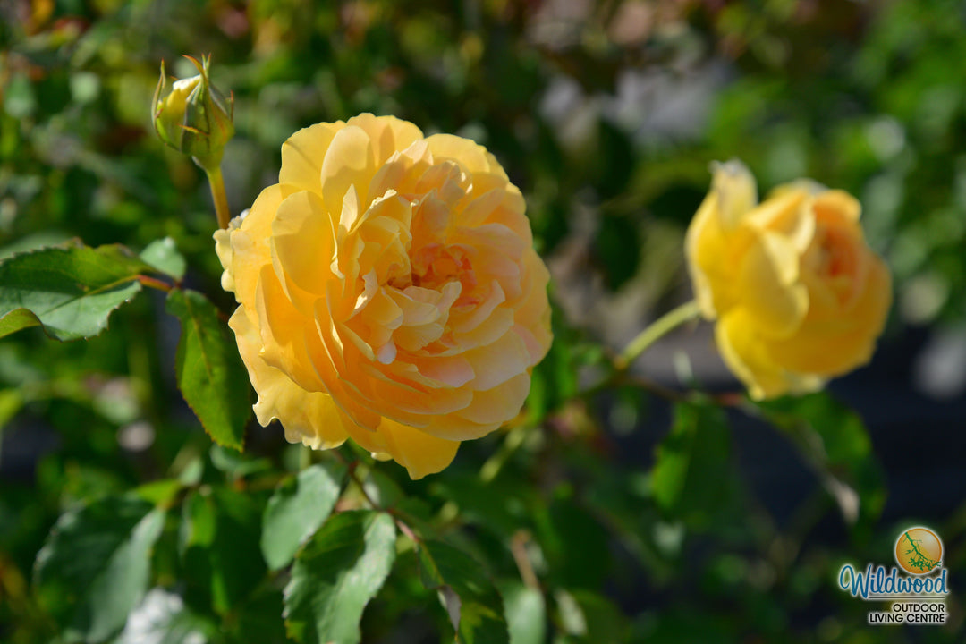 Roald Dahl - David Austin Rose