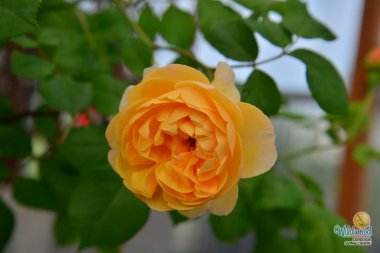 Roald Dahl - David Austin Rose