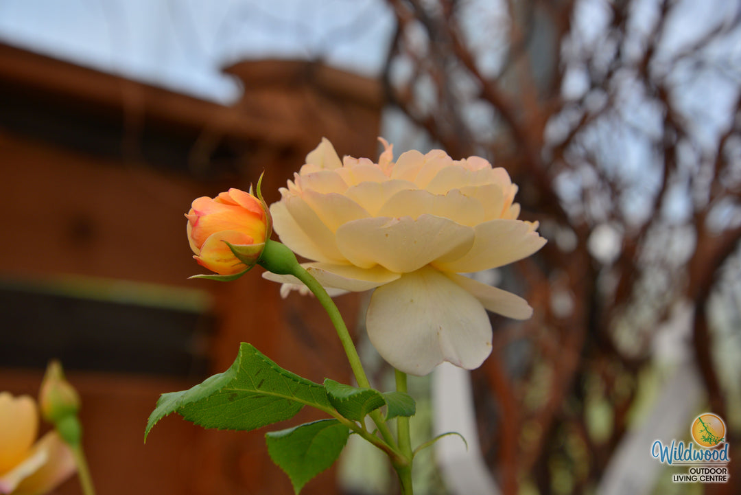Roald Dahl - David Austin Rose