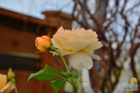 Roald Dahl - David Austin Rose