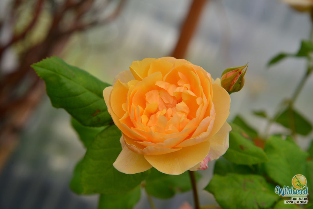 Roald Dahl - David Austin Rose