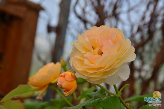 Roald Dahl - David Austin Rose