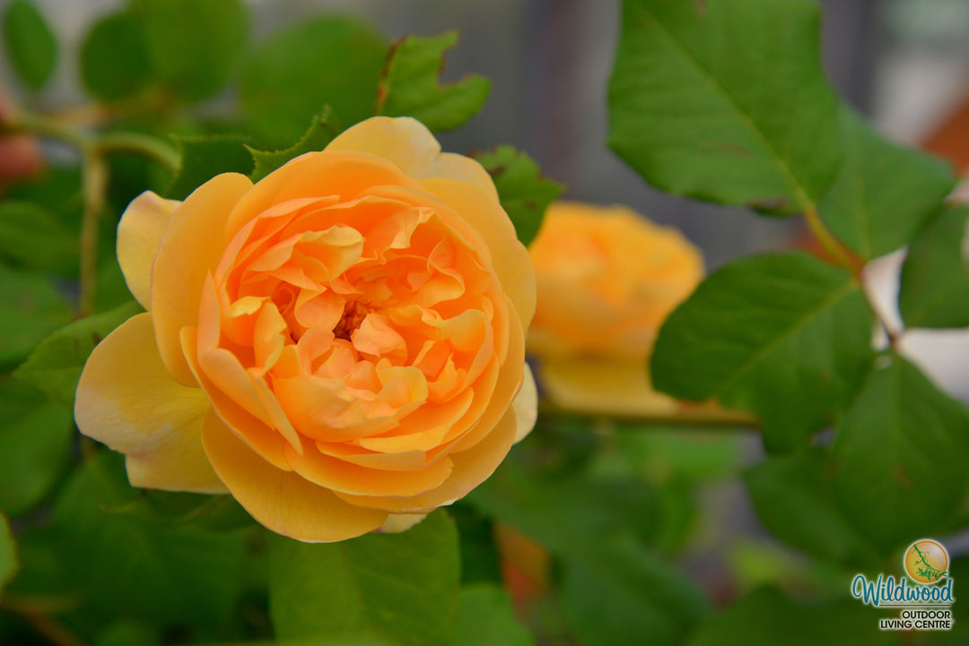 Roald Dahl - David Austin Rose