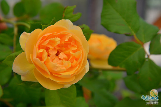 Roald Dahl - David Austin Rose