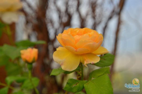 Roald Dahl - David Austin Rose