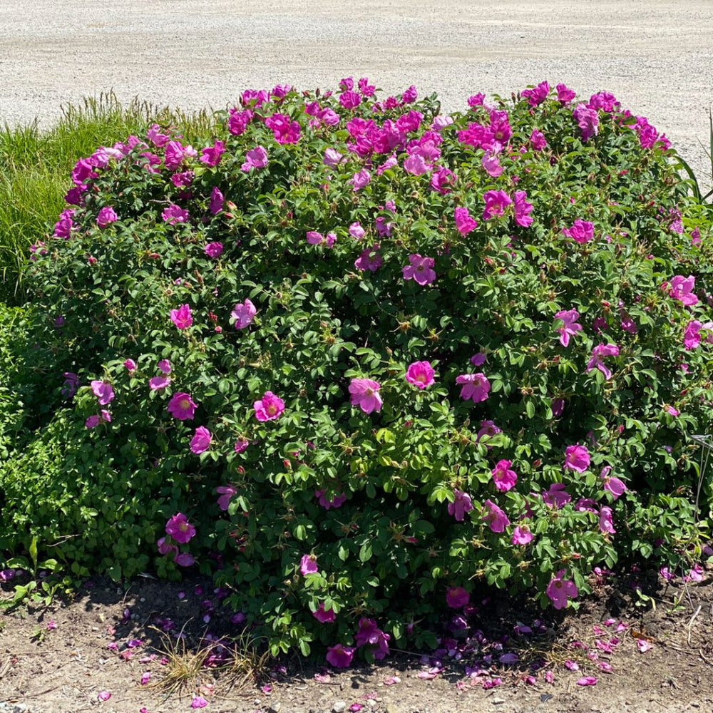 Rosa Rugosa - Weeks Rose