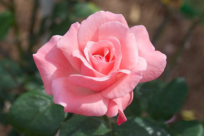 Belinda's Dream - Weeks Rose