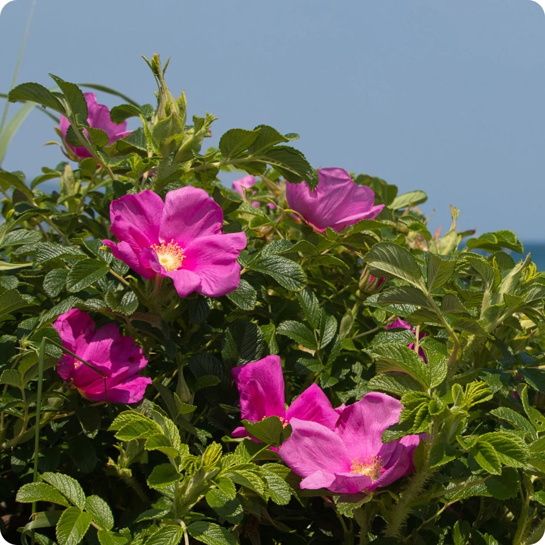 Rosa Rugosa - Weeks Rose