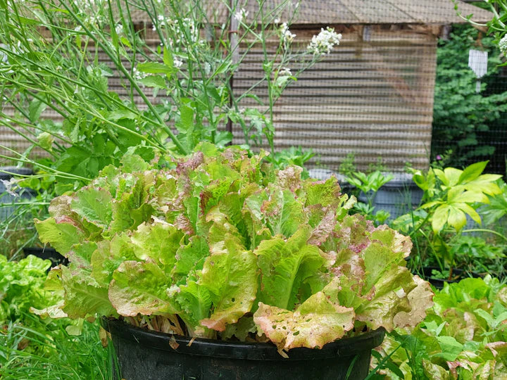 Rossa di Trento - Looseleaf Lettuce - Eagleridge Seeds