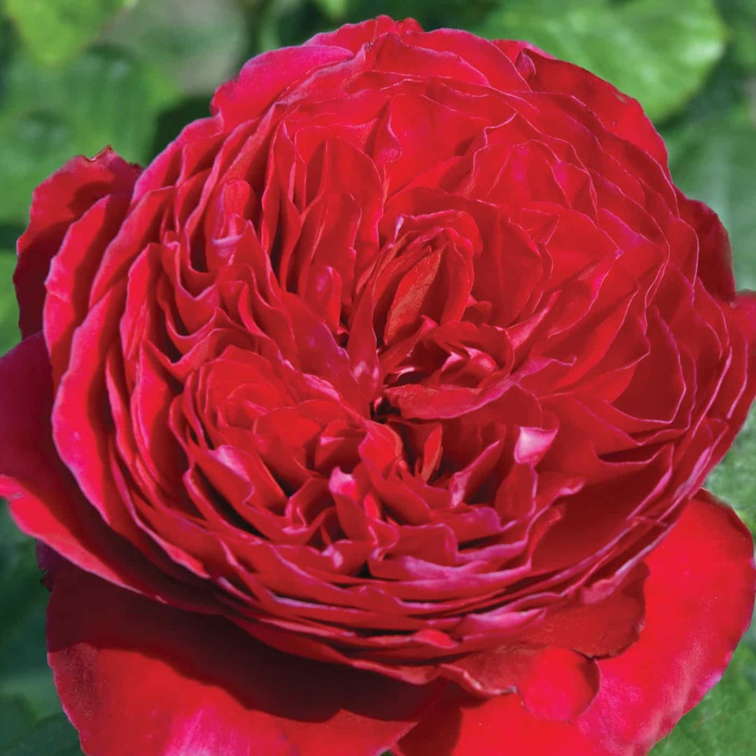 Rouge Royale - Star Roses and Plants