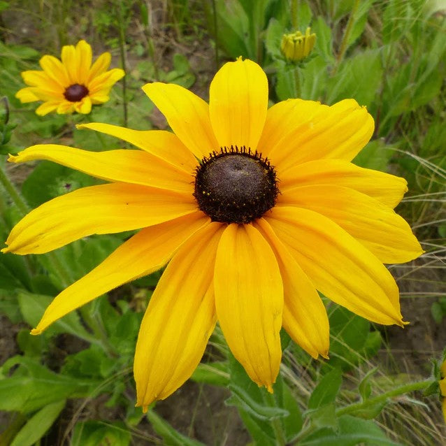 Rudbeckia Goldsturm - Pacific Northwest Seeds