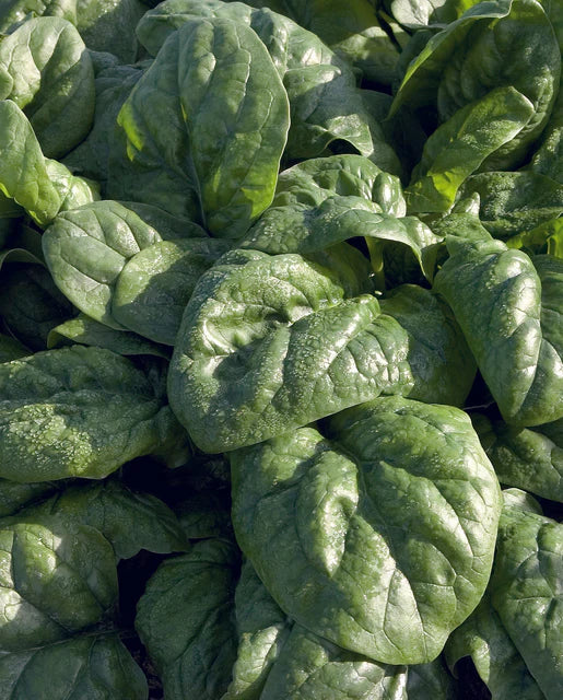 Organic Spinach Space - West Coast Seeds
