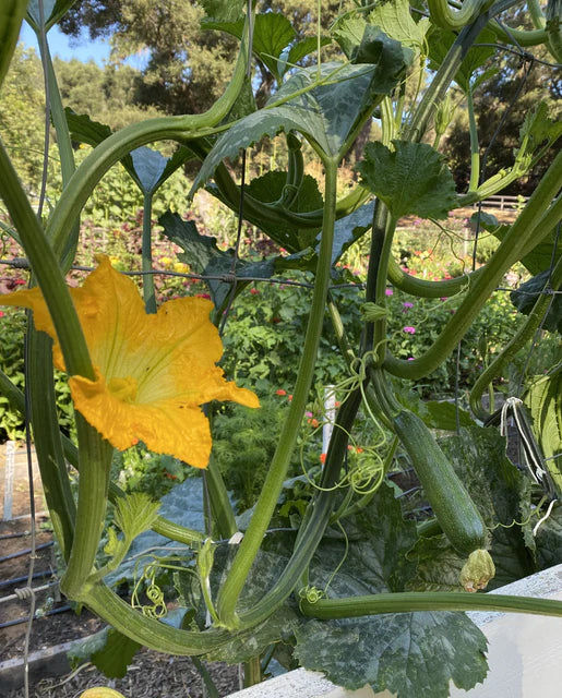 Zucchini Ola Escaladora - West Coast Seeds
