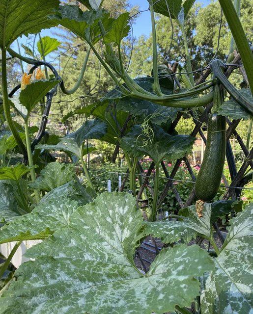 Zucchini Ola Escaladora - West Coast Seeds
