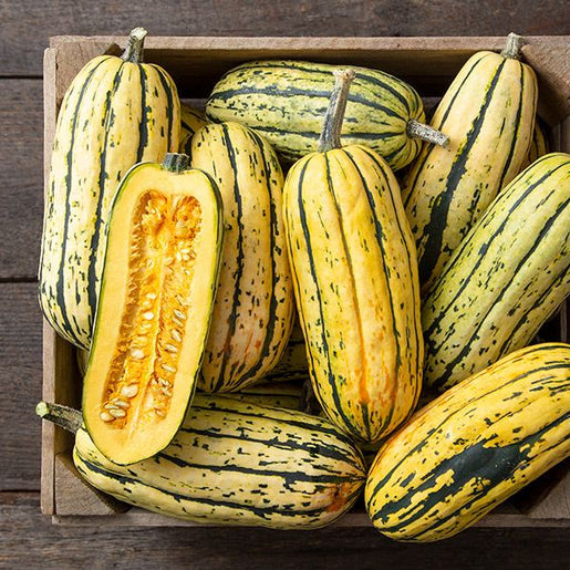 Organic Squash Bush Delicata - West Coast Seeds