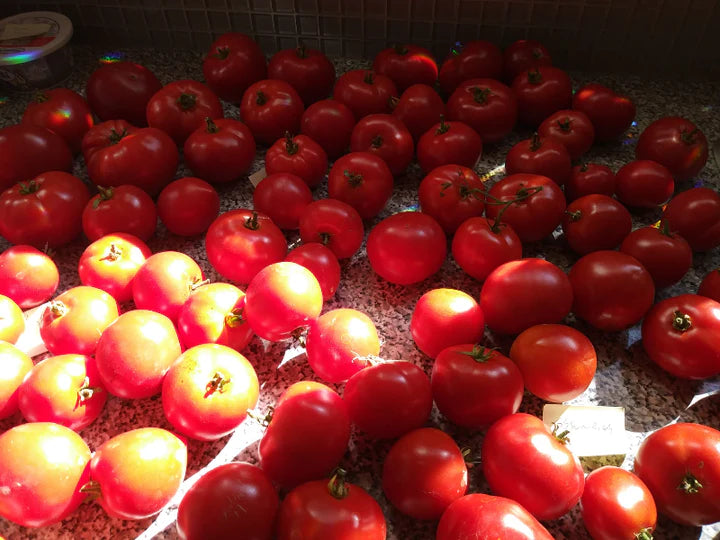Tomato Salt Spring Sunrise - Eagleridge Seeds