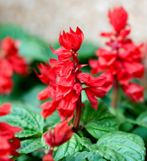 Salvia St. John's Fire - Pacific Northwest Seeds
