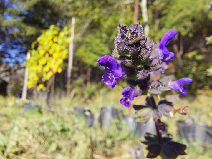 Salvia Verbenacea - Eagleridge Seeds