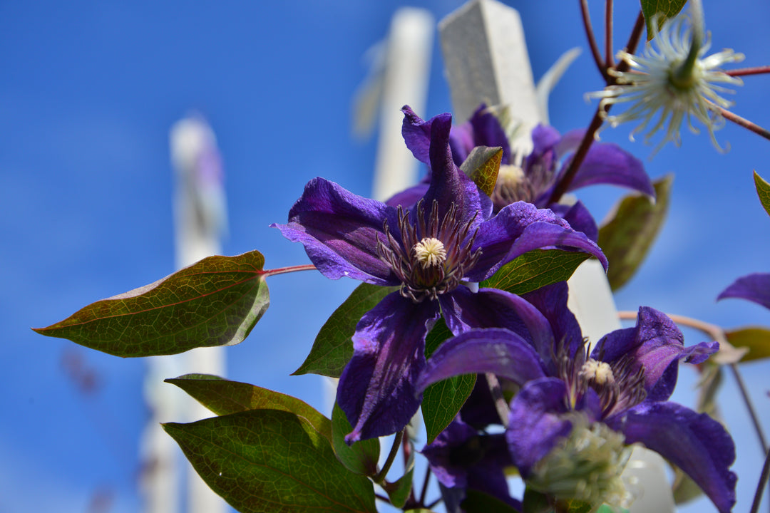 Clematis Sapphire Indigo