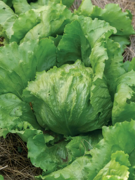 Lettuce Iceberg A - Burpee Seeds